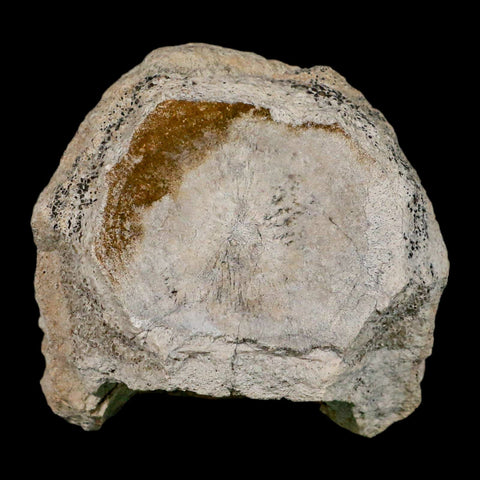2.6" Brontothere Fossil Vertebrae Bone Eocene Age Badlands S Dakota Titanothere COA - Fossil Age Minerals