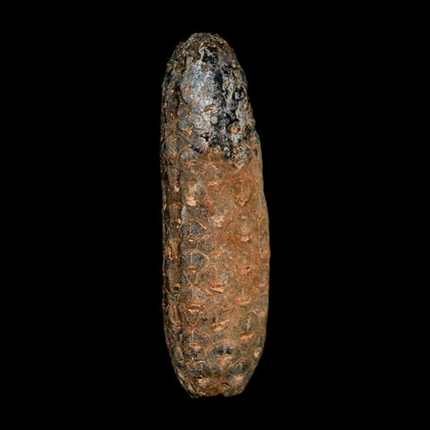 XL 2.3" Fossil Pine Cone Equicalastrobus Replaced By Agate Eocene Age Seeds Fruit