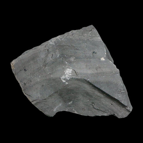 XL 1.6" Elrathia Kingi Trilobite Fossil In Matrix House Range Utah Cambrian Age COA - Fossil Age Minerals