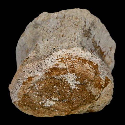 2.6" Brontothere Fossil Vertebrae Bone Eocene Age Badlands S Dakota Titanothere COA - Fossil Age Minerals