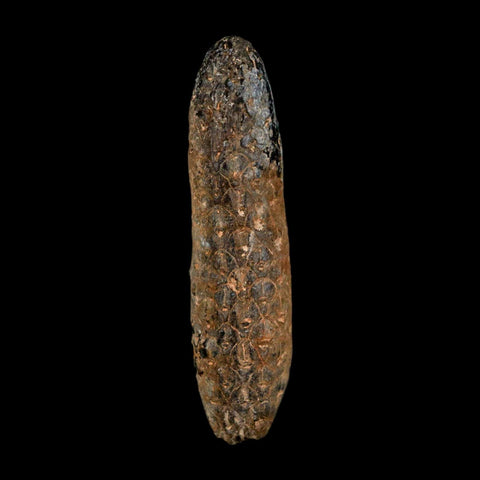 XL 2.3" Fossil Pine Cone Equicalastrobus Replaced By Agate Eocene Age Seeds Fruit