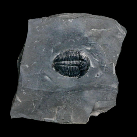 XL 1.6" Elrathia Kingi Trilobite Fossil In Matrix House Range Utah Cambrian Age COA