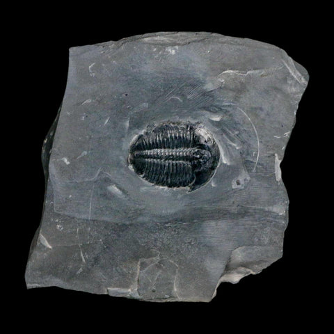 XL 1.6" Elrathia Kingi Trilobite Fossil In Matrix House Range Utah Cambrian Age COA - Fossil Age Minerals