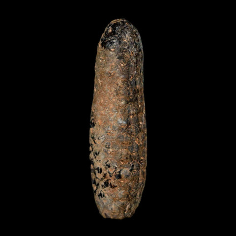 XL 2.3" Fossil Pine Cone Equicalastrobus Replaced By Agate Eocene Age Seeds Fruit