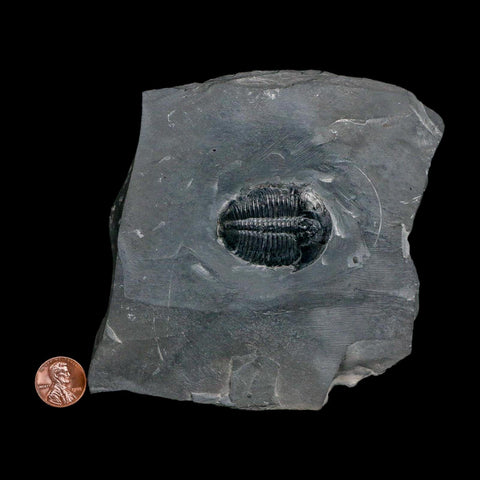 XL 1.6" Elrathia Kingi Trilobite Fossil In Matrix House Range Utah Cambrian Age COA - Fossil Age Minerals