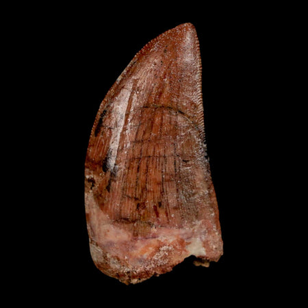 1.8" Carcharodontosaurus Fossil Tooth Cretaceous Dinosaur Morocco COA Stand