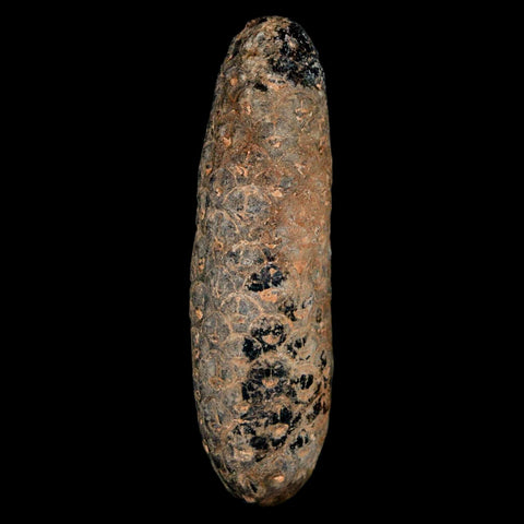XL 2.3" Fossil Pine Cone Equicalastrobus Replaced By Agate Eocene Age Seeds Fruit