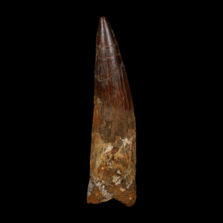 XL 3.8" Spinosaurus Fossil Tooth 100 Million Years Old Cretaceous Dinosaur COA