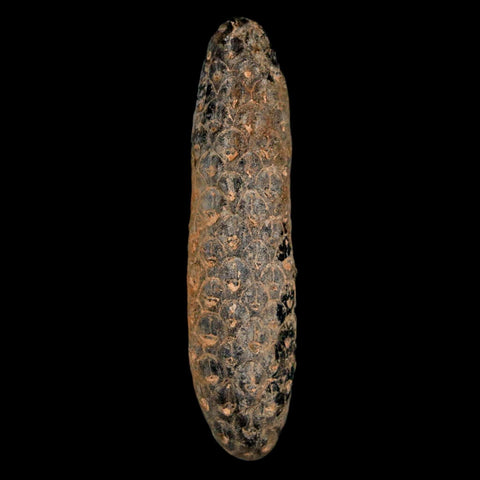 XL 2.3" Fossil Pine Cone Equicalastrobus Replaced By Agate Eocene Age Seeds Fruit