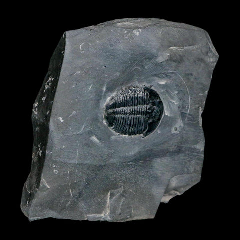 XL 1.6" Elrathia Kingi Trilobite Fossil In Matrix House Range Utah Cambrian Age COA - Fossil Age Minerals