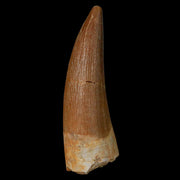 1.5" Plesiosaur Zarafasaura Tooth Fossil Cretaceous Dinosaur Era COA, Stand
