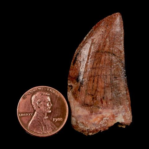 1.8" Carcharodontosaurus Fossil Tooth Cretaceous Dinosaur Morocco COA Stand