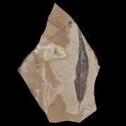 3.1" Detailed Cedrelospermum Nervosum Fossil Plant Leaf Eocene Age Green River UT
