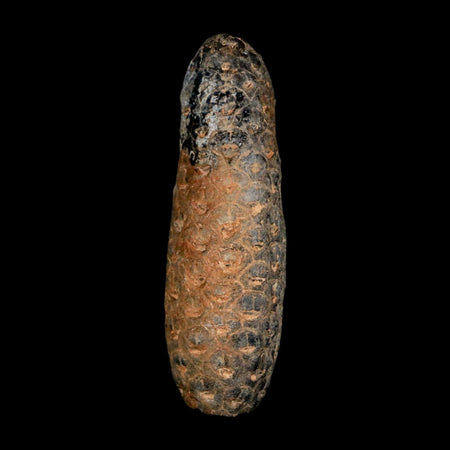 XL 2.3" Fossil Pine Cone Equicalastrobus Replaced By Agate Eocene Age Seeds Fruit