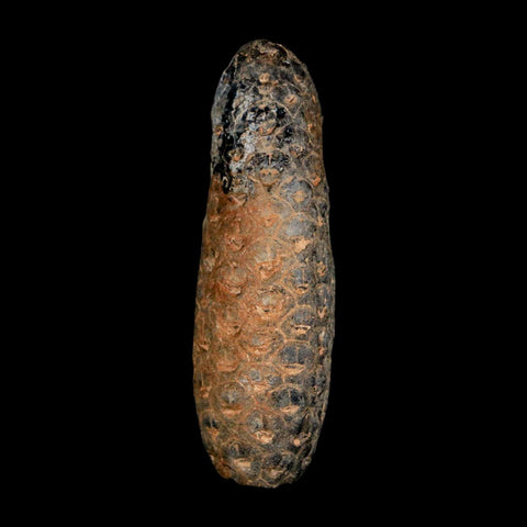 XL 2.3" Fossil Pine Cone Equicalastrobus Replaced By Agate Eocene Age Seeds Fruit