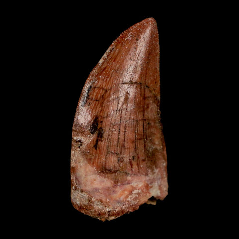 1.8" Carcharodontosaurus Fossil Tooth Cretaceous Dinosaur Morocco COA Stand