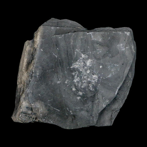 XL 1.6" Elrathia Kingi Trilobite Fossil In Matrix House Range Utah Cambrian Age COA - Fossil Age Minerals