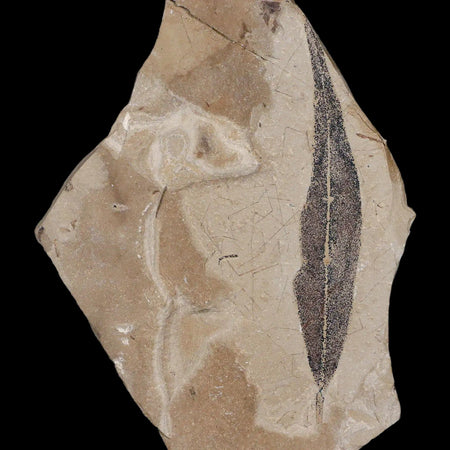 3.1" Detailed Cedrelospermum Nervosum Fossil Plant Leaf Eocene Age Green River UT