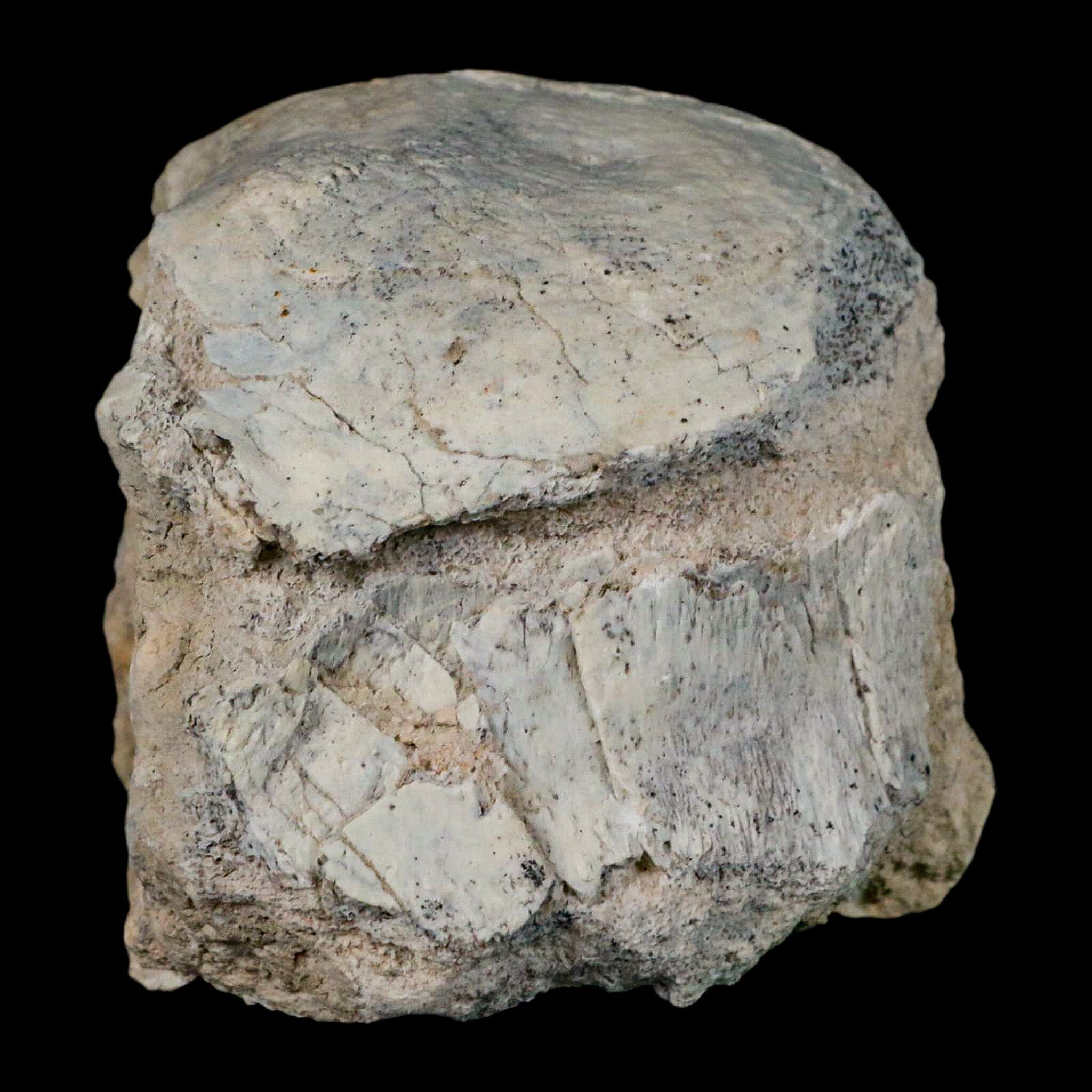 2.8" Brontothere Fossil Vertebrae Bone Eocene Age Badlands S Dakota Titanothere COA - Fossil Age Minerals