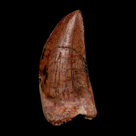 1.8" Carcharodontosaurus Fossil Tooth Cretaceous Dinosaur Morocco COA Stand