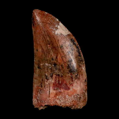 1.8" Carcharodontosaurus Fossil Tooth Cretaceous Dinosaur Morocco COA Stand