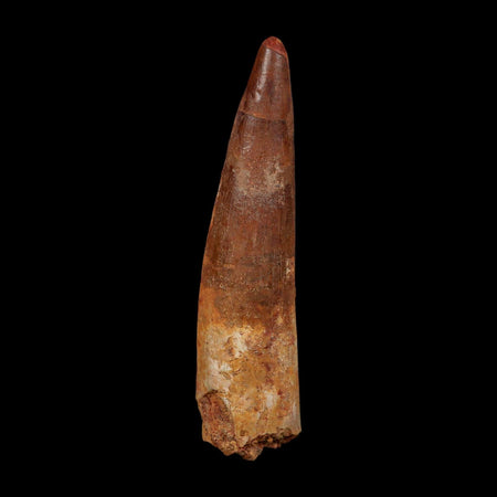 XL 4" Spinosaurus Fossil Tooth 100 Million Years Old Cretaceous Dinosaur COA