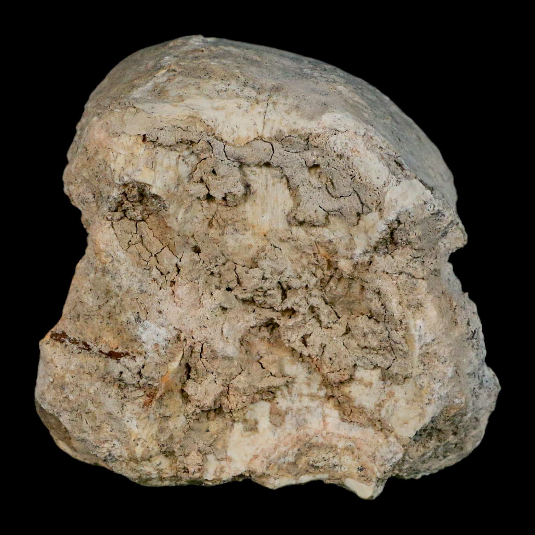 2.8" Brontothere Fossil Vertebrae Bone Eocene Age Badlands S Dakota Titanothere COA - Fossil Age Minerals