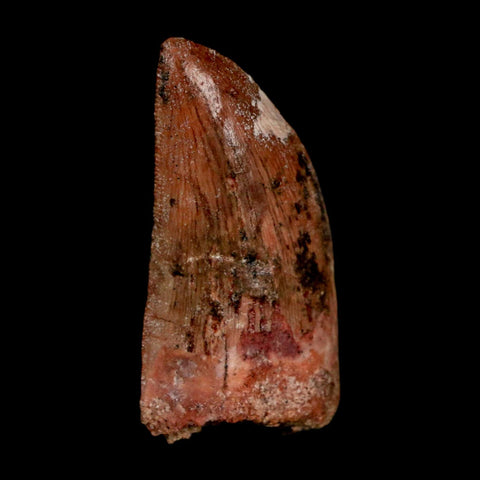 1.8" Carcharodontosaurus Fossil Tooth Cretaceous Dinosaur Morocco COA Stand