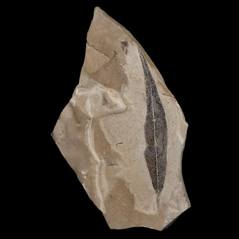 3.1" Detailed Cedrelospermum Nervosum Fossil Plant Leaf Eocene Age Green River UT - Fossil Age Minerals