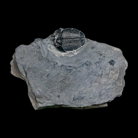 XL 1.5" Elrathia Kingi Trilobite Fossil In Matrix House Range Utah Cambrian Age COA - Fossil Age Minerals