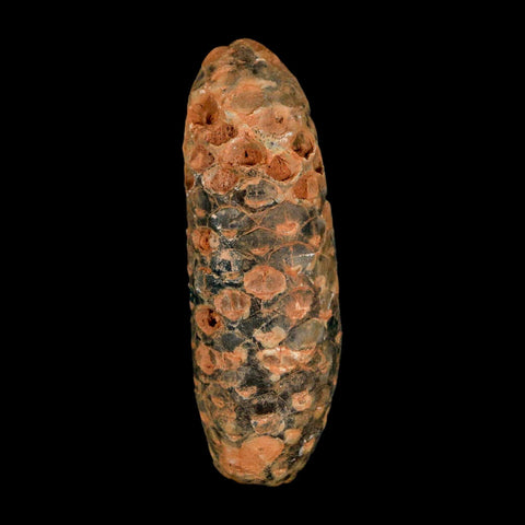 XXL 2.6" Fossil Pine Cone Equicalastrobus Replaced By Agate Eocene Age Seeds Fruit
