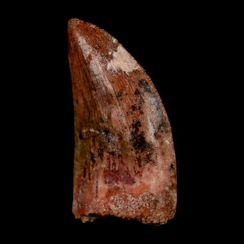 1.8" Carcharodontosaurus Fossil Tooth Cretaceous Dinosaur Morocco COA Stand