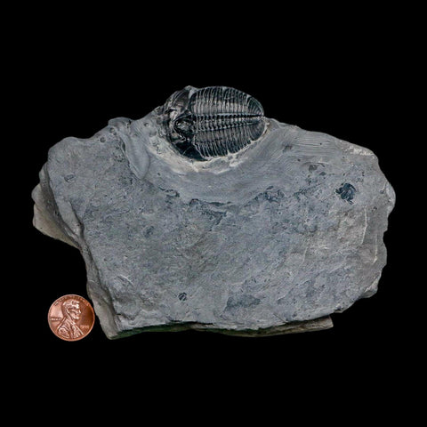 XL 1.5" Elrathia Kingi Trilobite Fossil In Matrix House Range Utah Cambrian Age COA - Fossil Age Minerals