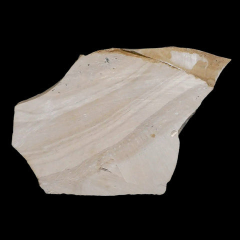3.1" Detailed Cedrelospermum Nervosum Fossil Plant Leaf Eocene Age Green River UT - Fossil Age Minerals
