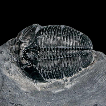 XL 1.5" Elrathia Kingi Trilobite Fossil In Matrix House Range Utah Cambrian Age COA