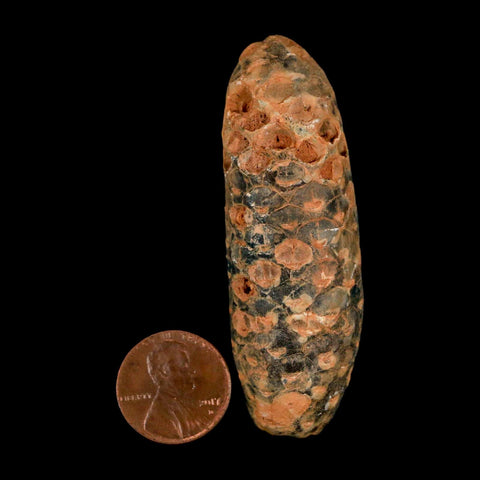 XXL 2.6" Fossil Pine Cone Equicalastrobus Replaced By Agate Eocene Age Seeds Fruit