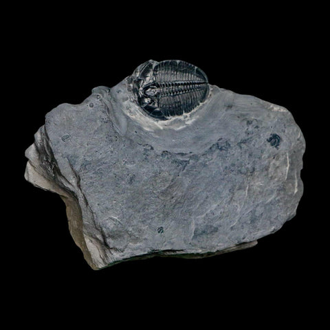 XL 1.5" Elrathia Kingi Trilobite Fossil In Matrix House Range Utah Cambrian Age COA - Fossil Age Minerals