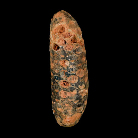 XXL 2.6" Fossil Pine Cone Equicalastrobus Replaced By Agate Eocene Age Seeds Fruit