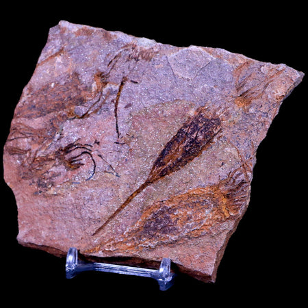 4.3" Ascocystitis Crinoid Stems Echinoderm Fossil Morality Plate Ordovician Age Stand