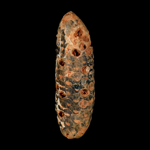 XXL 2.6" Fossil Pine Cone Equicalastrobus Replaced By Agate Eocene Age Seeds Fruit