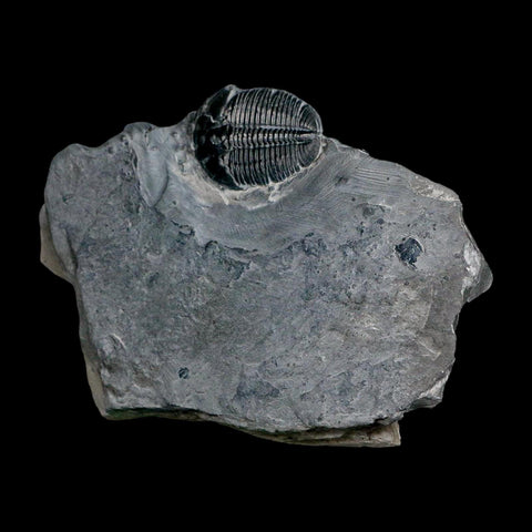 XL 1.5" Elrathia Kingi Trilobite Fossil In Matrix House Range Utah Cambrian Age COA - Fossil Age Minerals