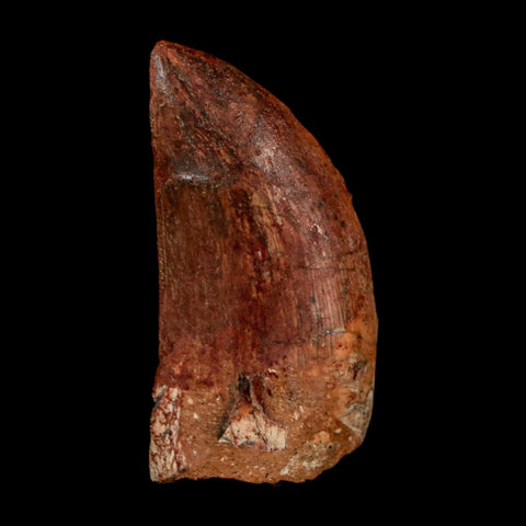 1.8" Carcharodontosaurus Fossil Tooth Cretaceous Dinosaur Morocco COA Stand