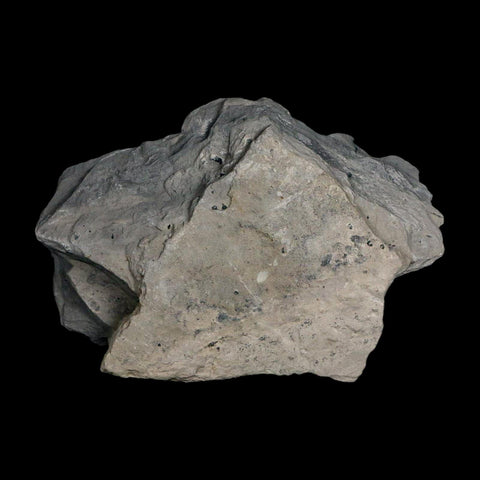 XL 1.5" Elrathia Kingi Trilobite Fossil In Matrix House Range Utah Cambrian Age COA - Fossil Age Minerals