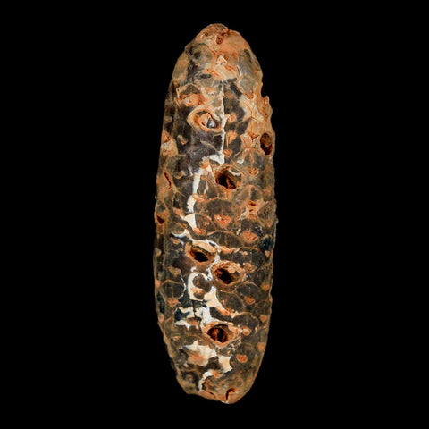 XXL 2.6" Fossil Pine Cone Equicalastrobus Replaced By Agate Eocene Age Seeds Fruit