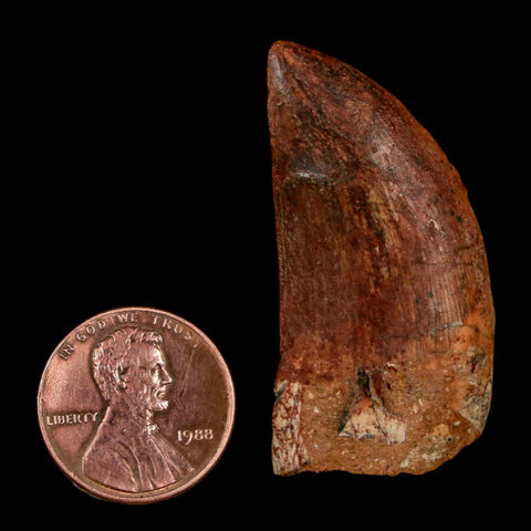 1.8" Carcharodontosaurus Fossil Tooth Cretaceous Dinosaur Morocco COA Stand