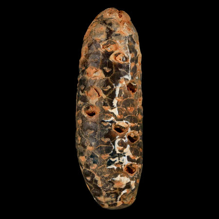 XXL 2.6" Fossil Pine Cone Equicalastrobus Replaced By Agate Eocene Age Seeds Fruit