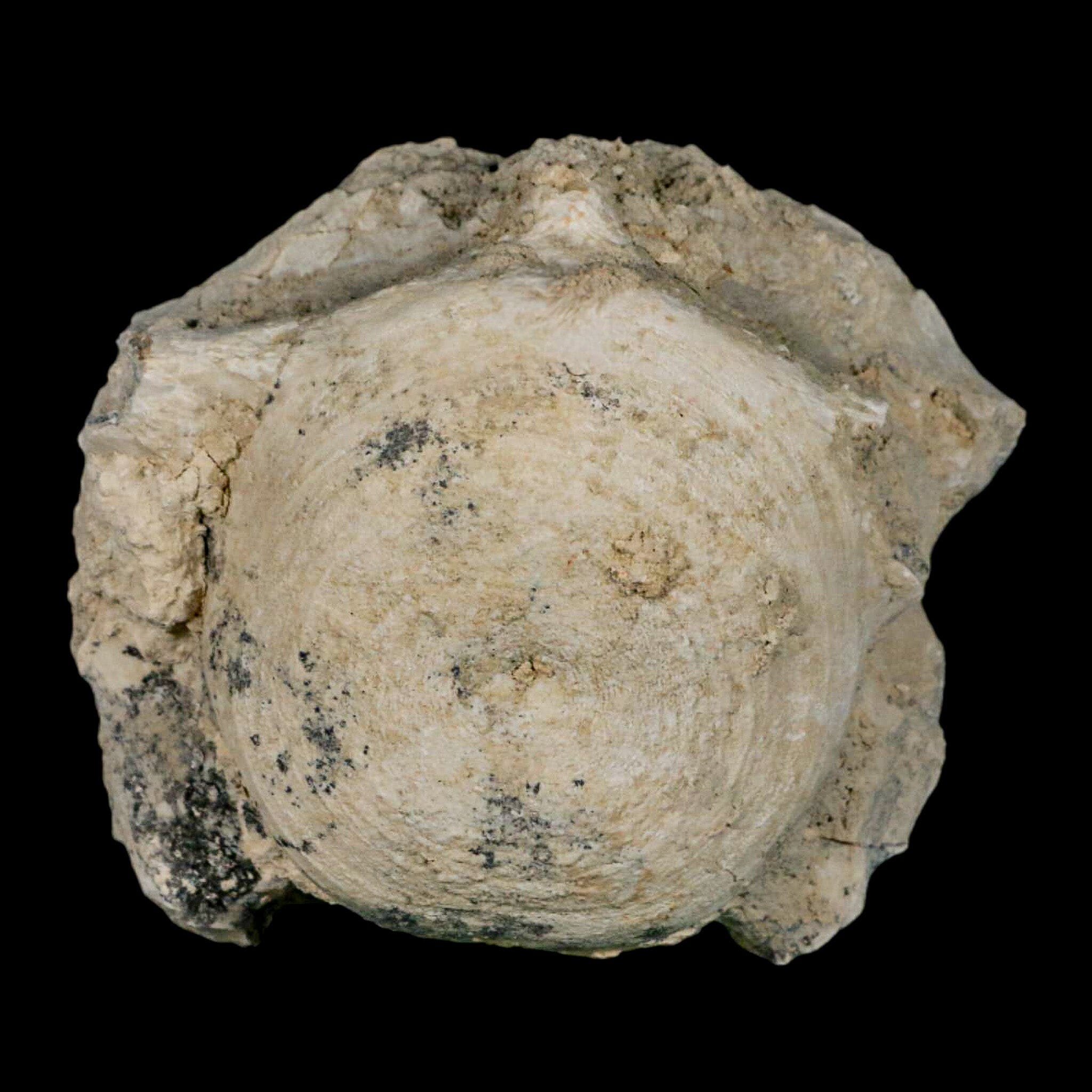 4.5" Brontothere Fossil Vertebrae Bone Eocene Age Badlands S Dakota Titanothere COA - Fossil Age Minerals