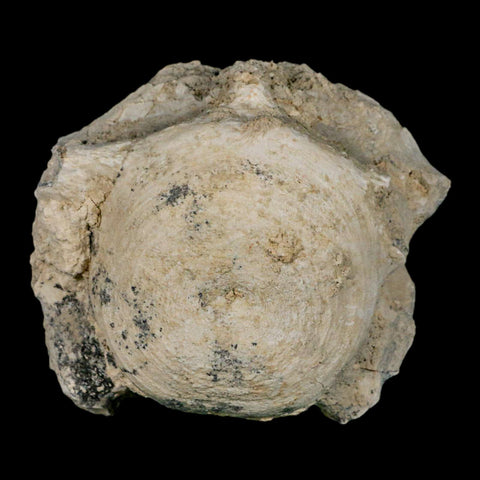 4.5" Brontothere Fossil Vertebrae Bone Eocene Age Badlands S Dakota Titanothere COA - Fossil Age Minerals
