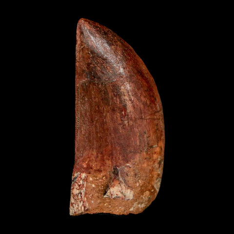 1.8" Carcharodontosaurus Fossil Tooth Cretaceous Dinosaur Morocco COA Stand