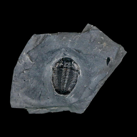 XL 1.5" Elrathia Kingi Trilobite Fossil In Matrix House Range Utah Cambrian Age COA
